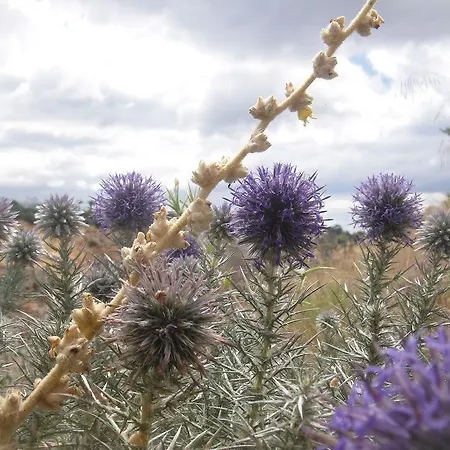 Isthmia Prime מלון Corinth